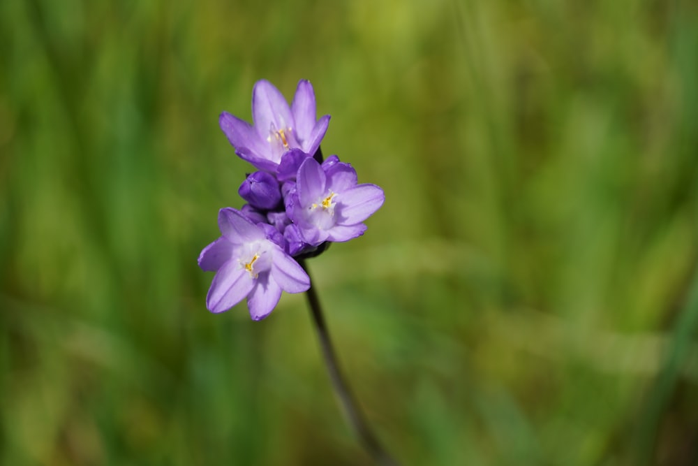 a small purple flower is in the grass