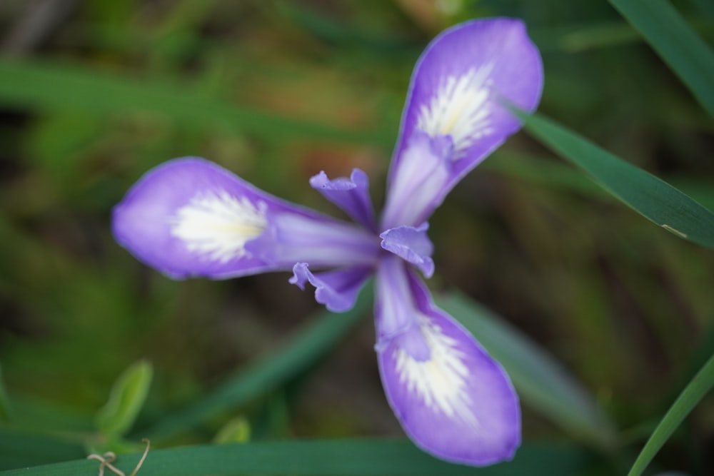 a close up of a purple and white flower