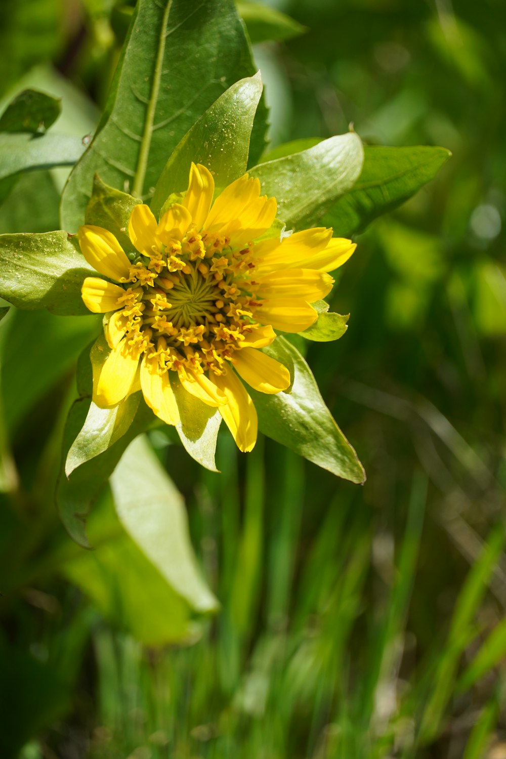 a yellow flower with green leaves in the background