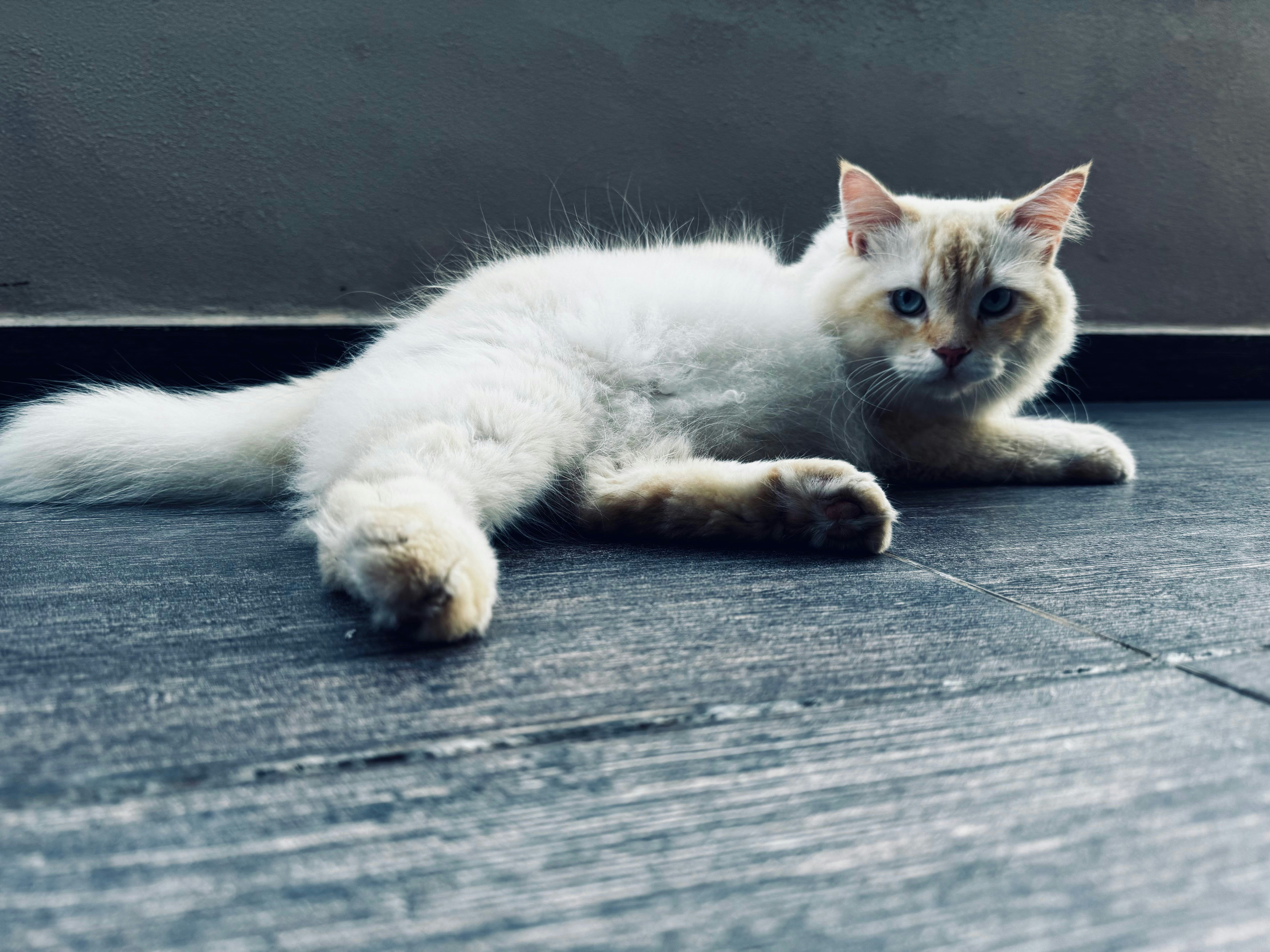 a white cat laying on the ground next to a wall