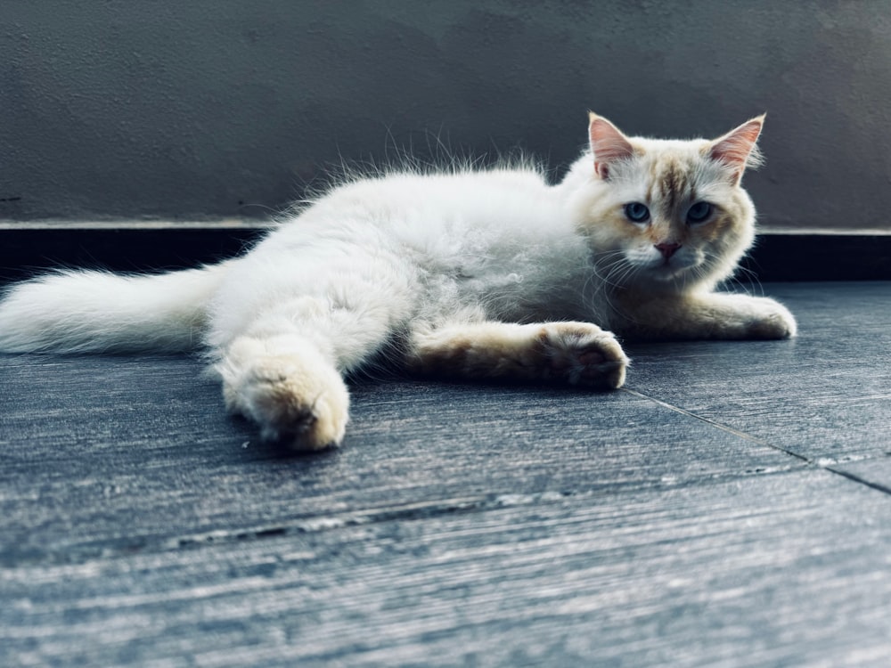 a white cat laying on the ground next to a wall