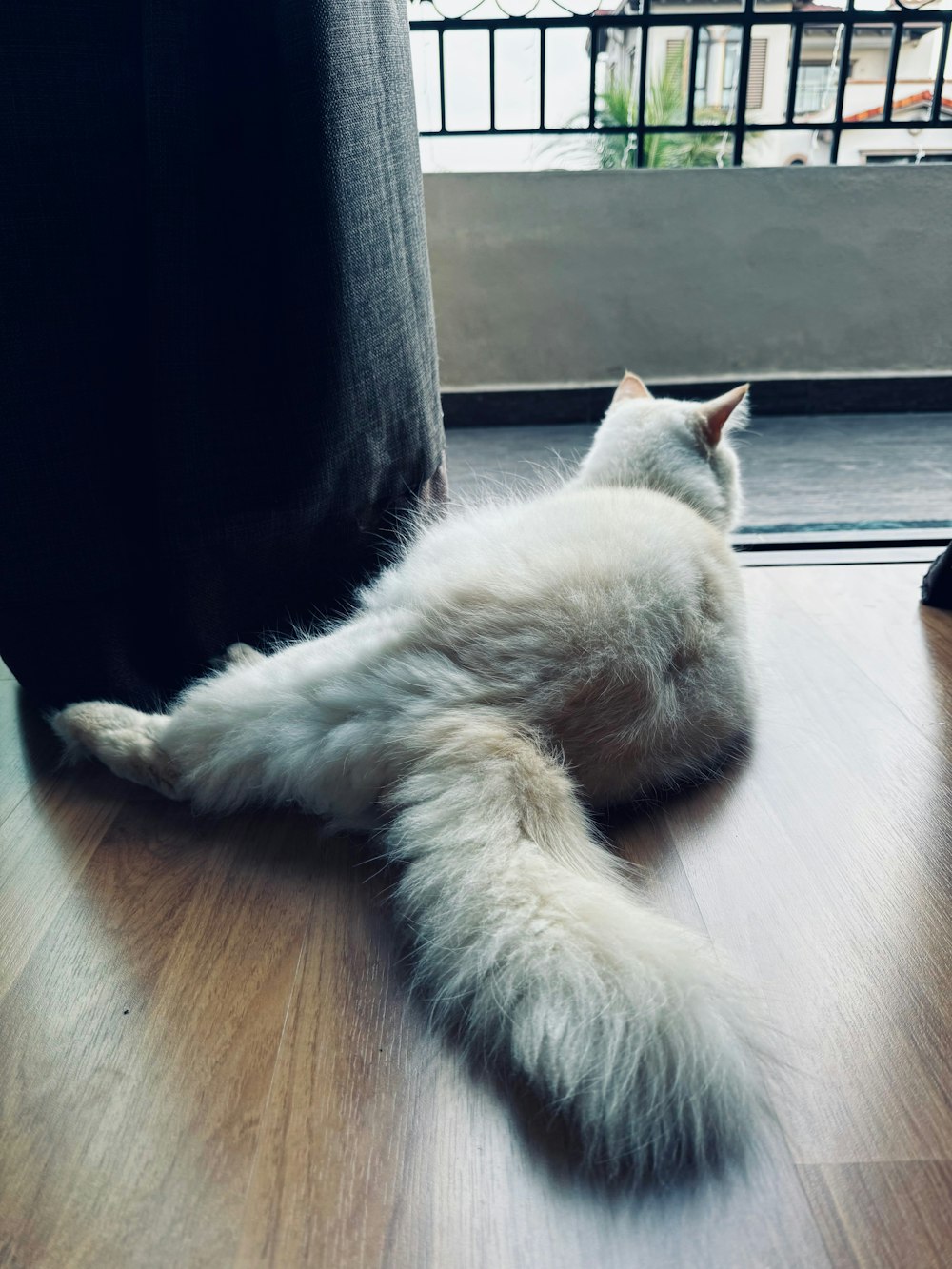 a white cat laying on a hard wood floor