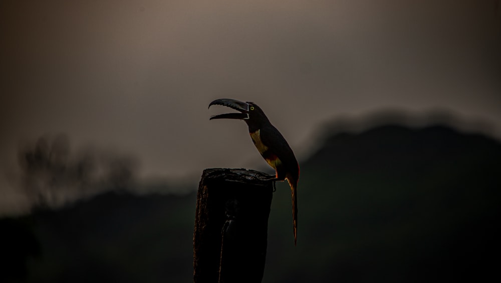 a bird perched on top of a wooden post