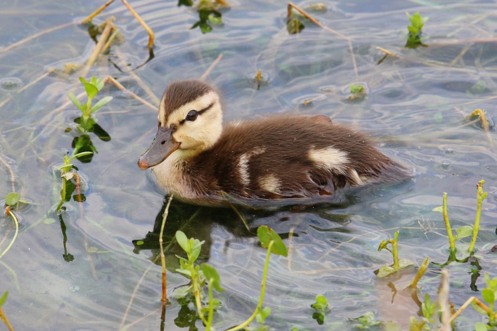 a duck floating on top of a body of water