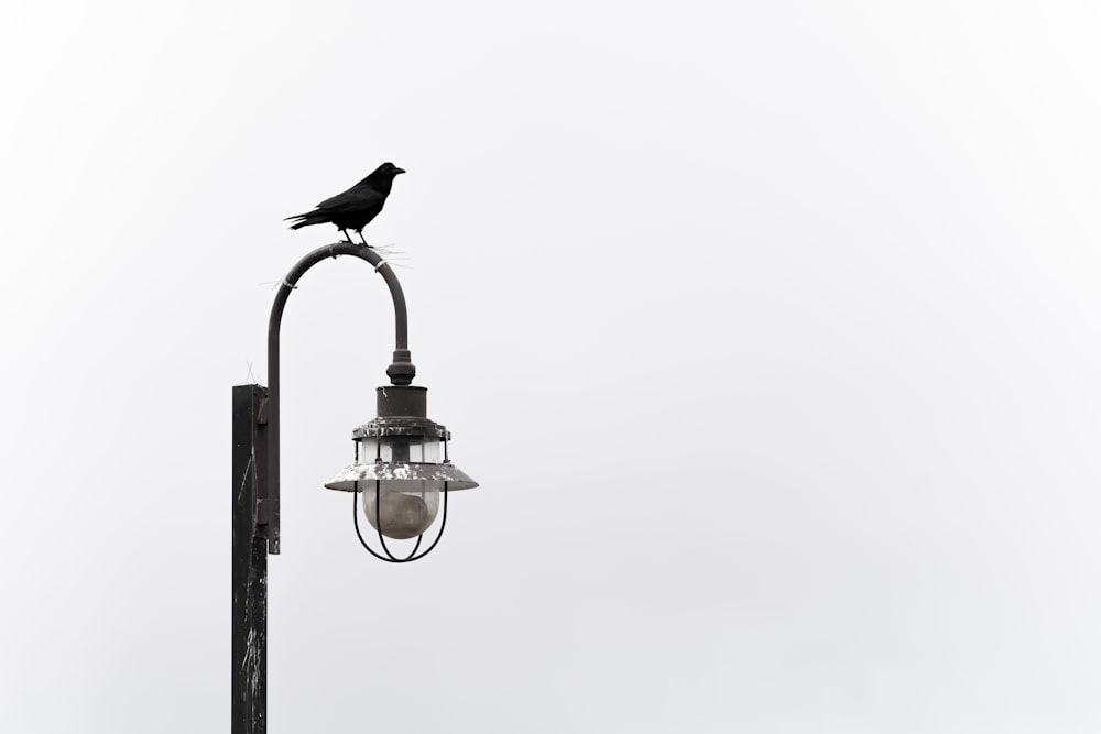 a black bird sitting on top of a lamp post
