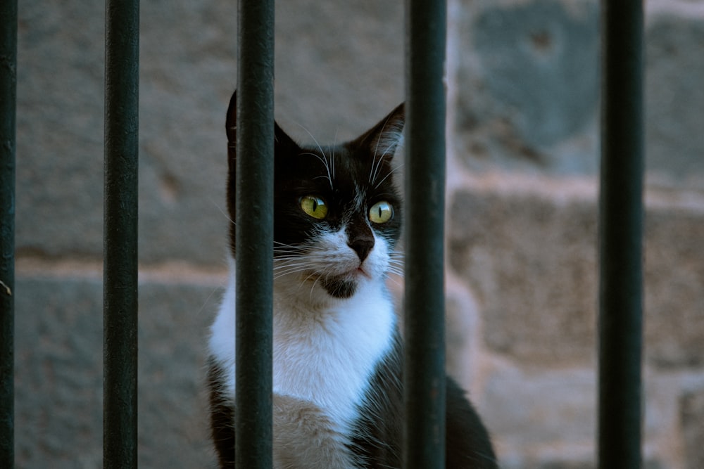 a black and white cat behind bars of a gate