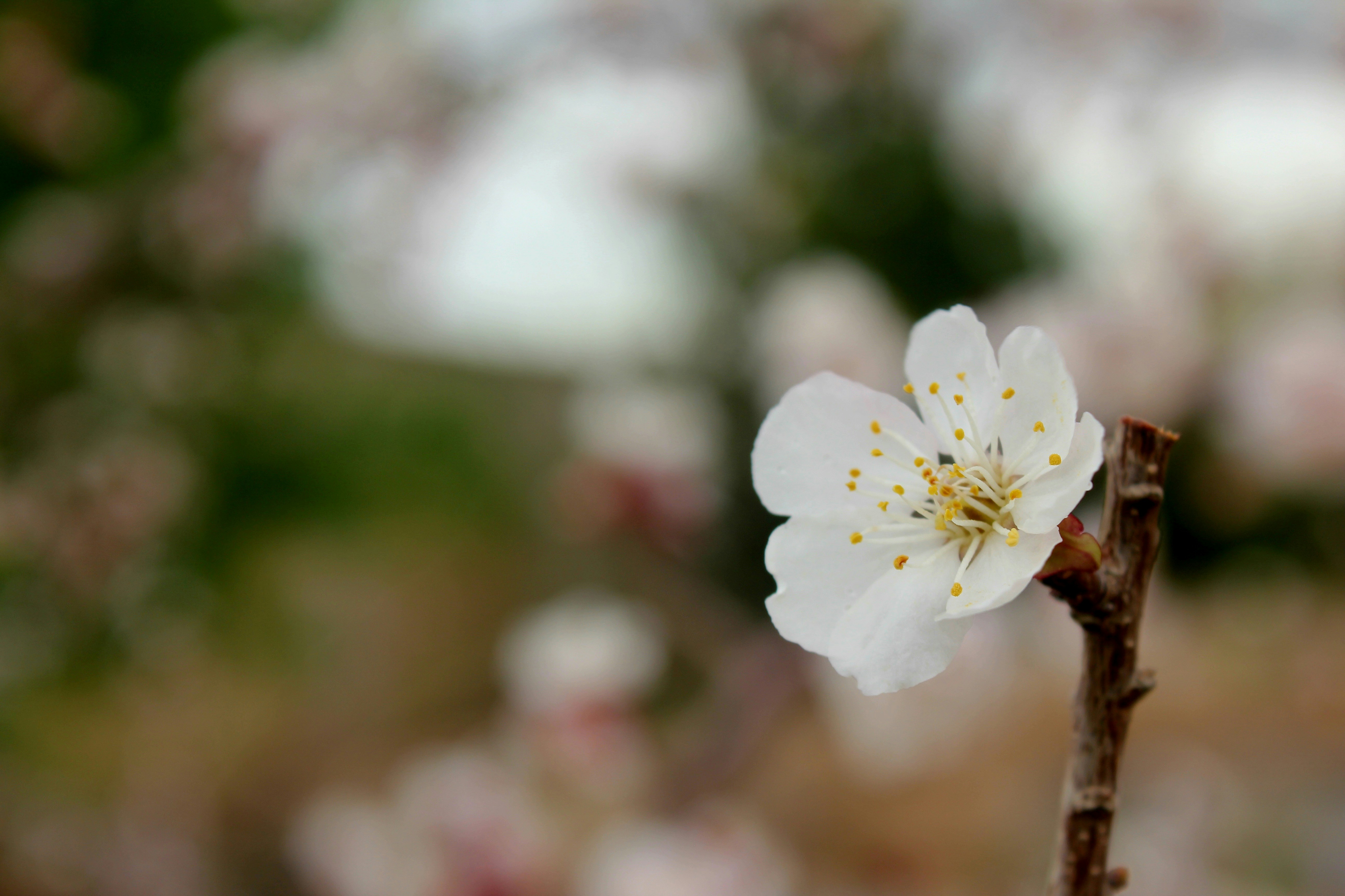 Photo by manavimoghadam