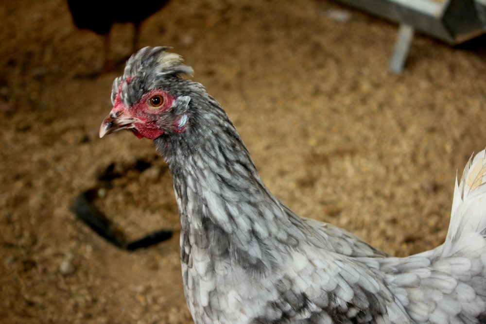 a close up of a chicken on a dirt ground