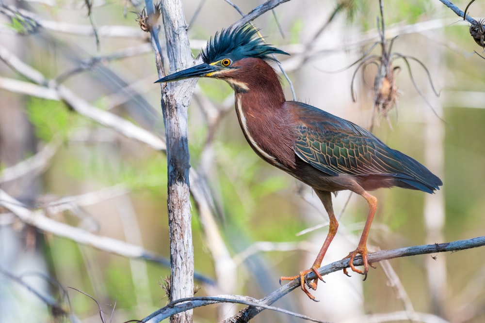 a bird with a blue head is perched on a branch