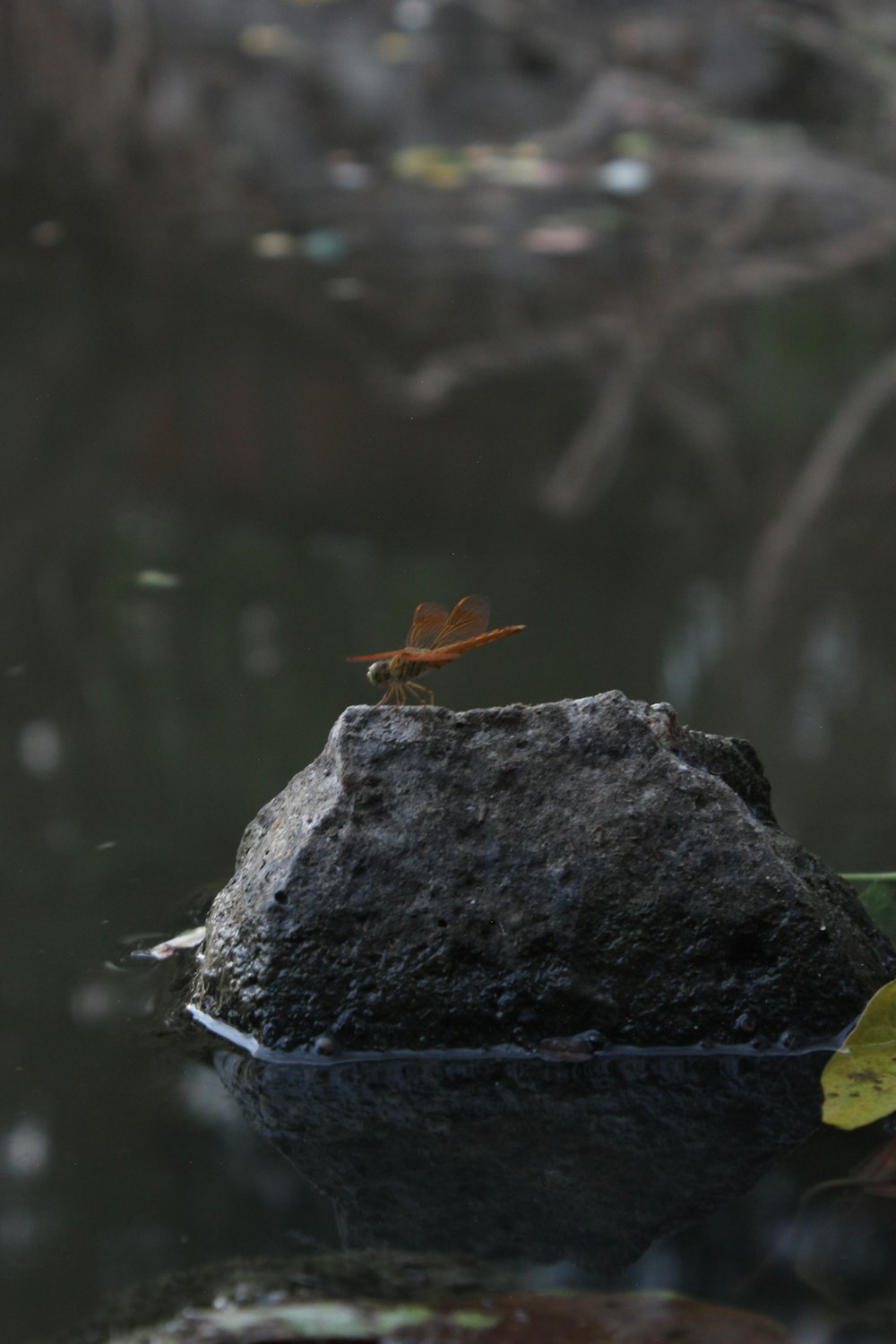 a dragonfly sitting on a rock in a pond