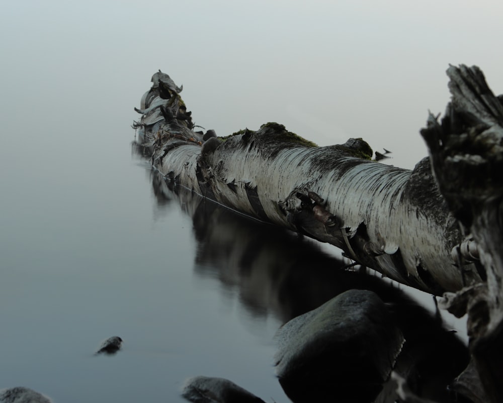 a tree that is sitting in the water