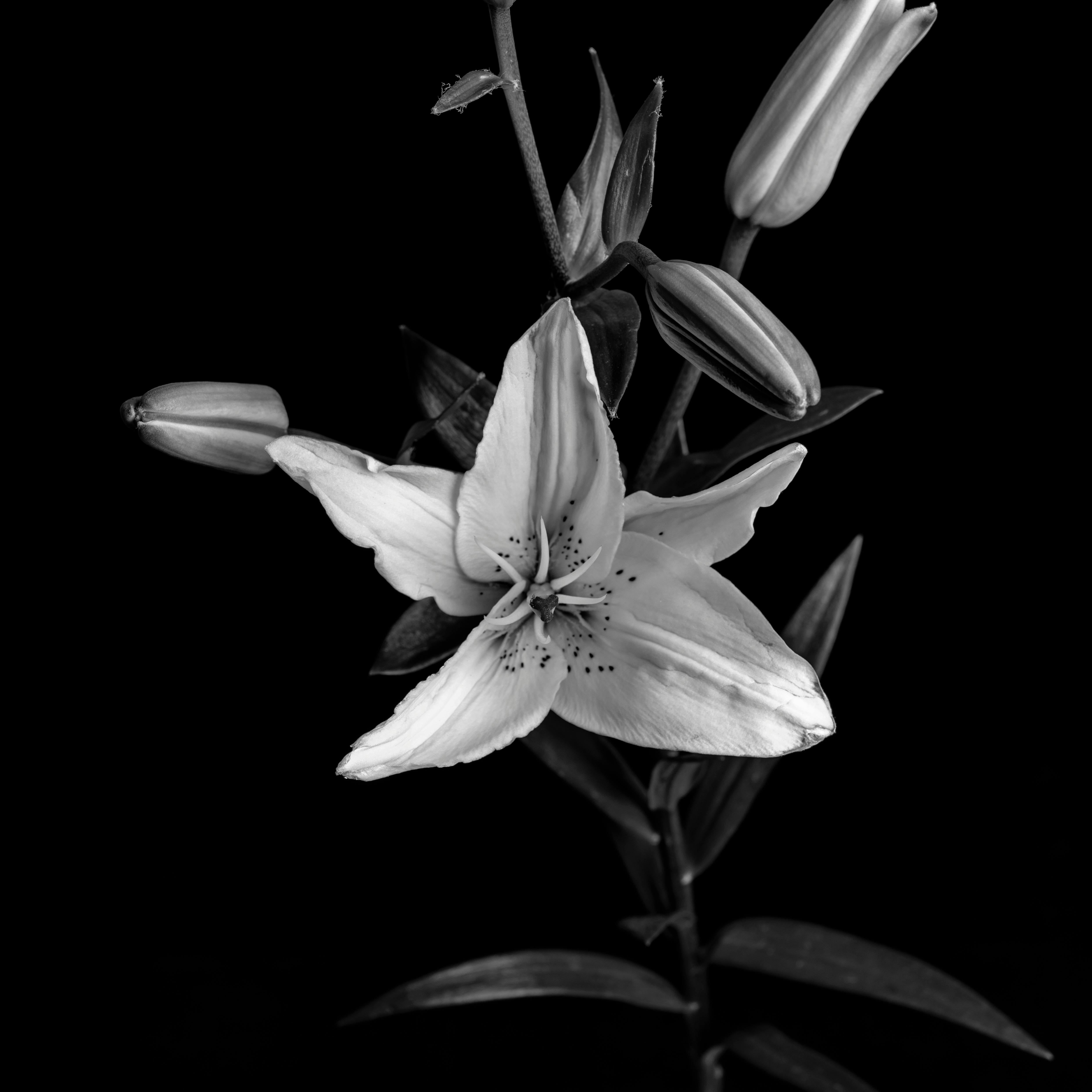 Photo by leon_morgado