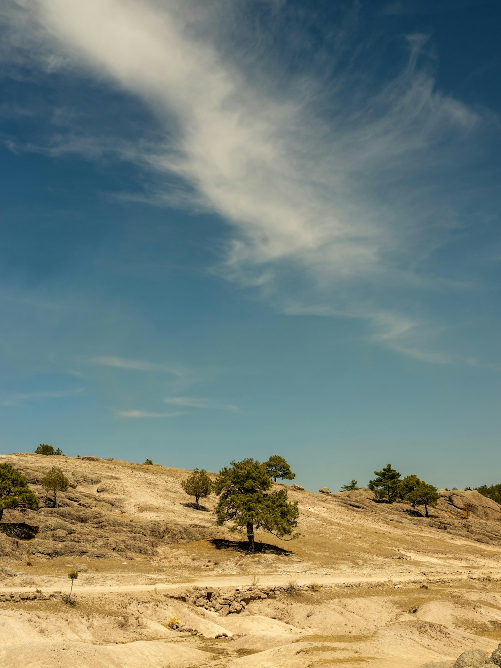 a group of trees sitting on top of a sandy hill