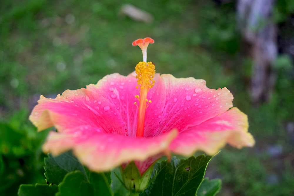 a pink and yellow flower with water droplets on it