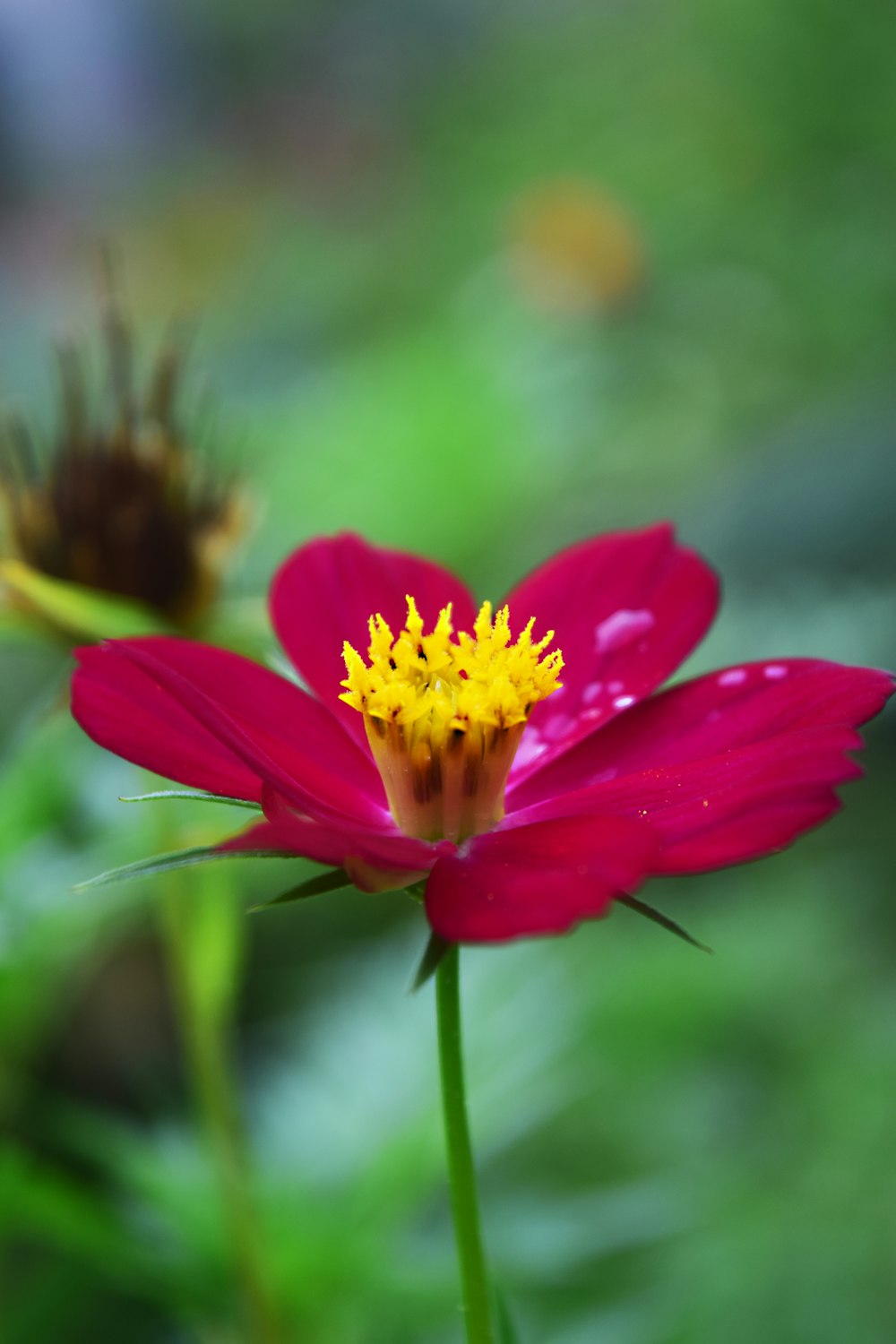 a close up of a flower with a blurry background