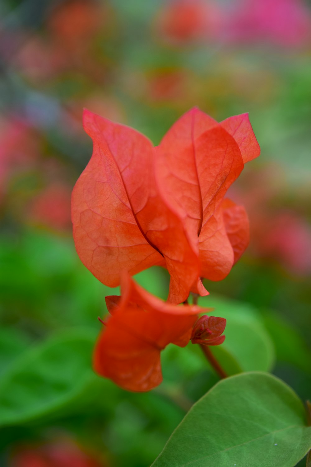 a red flower with green leaves in the background