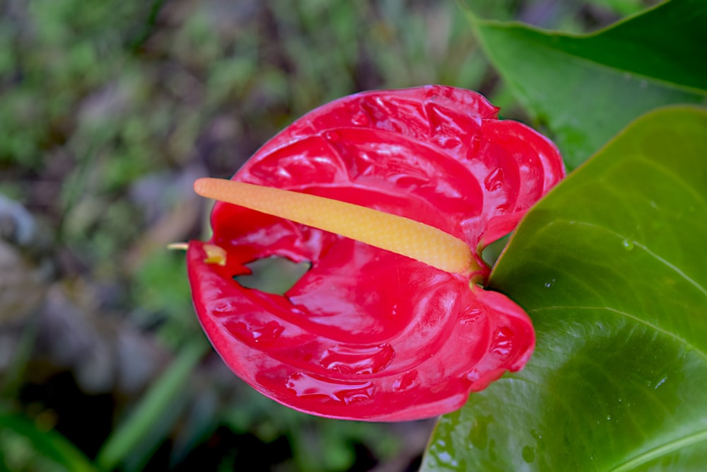 a close up of a red flower on a green leaf