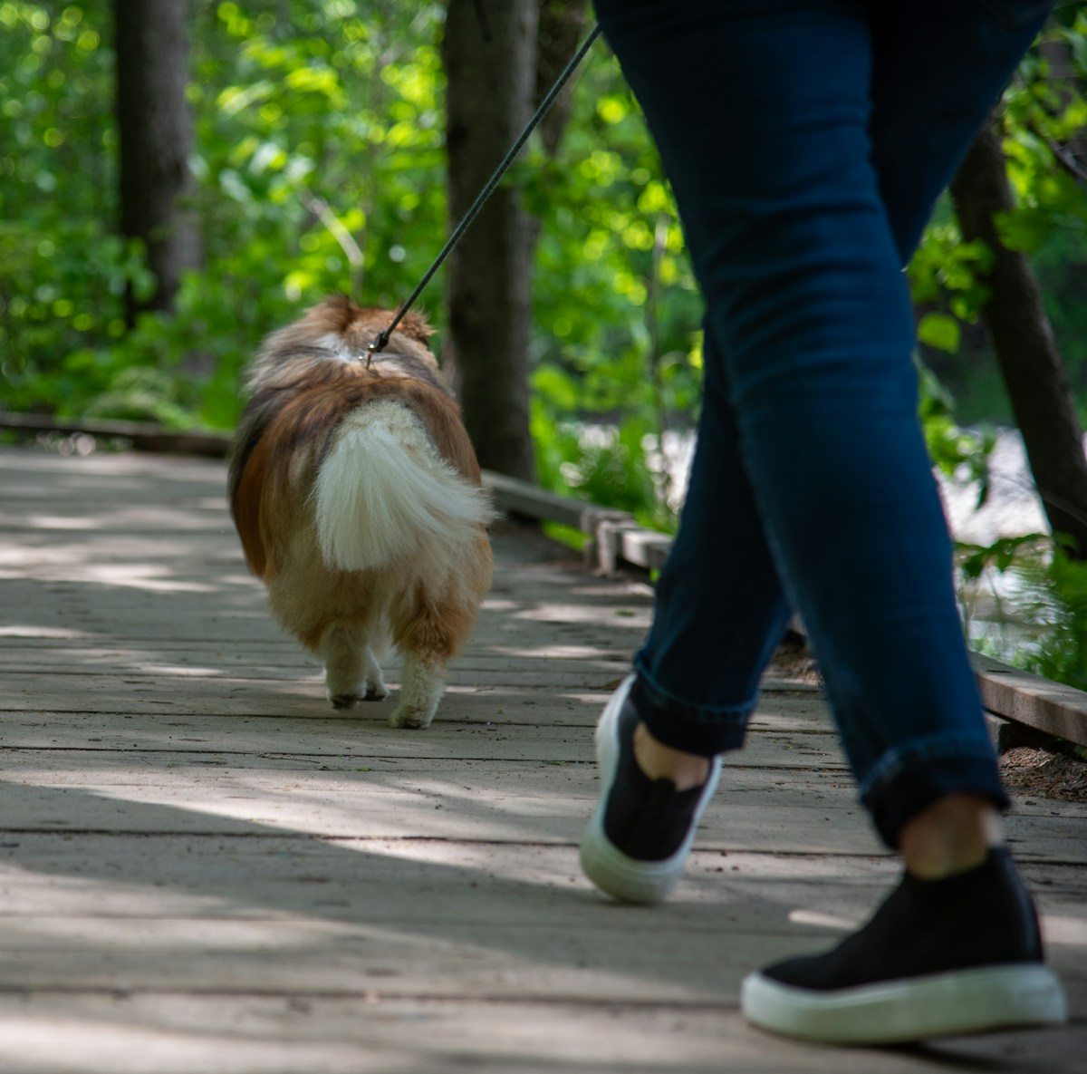 Individual Dog Walks image background image