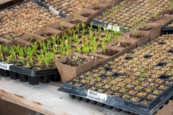 a bunch of plants that are sitting in some plastic trays