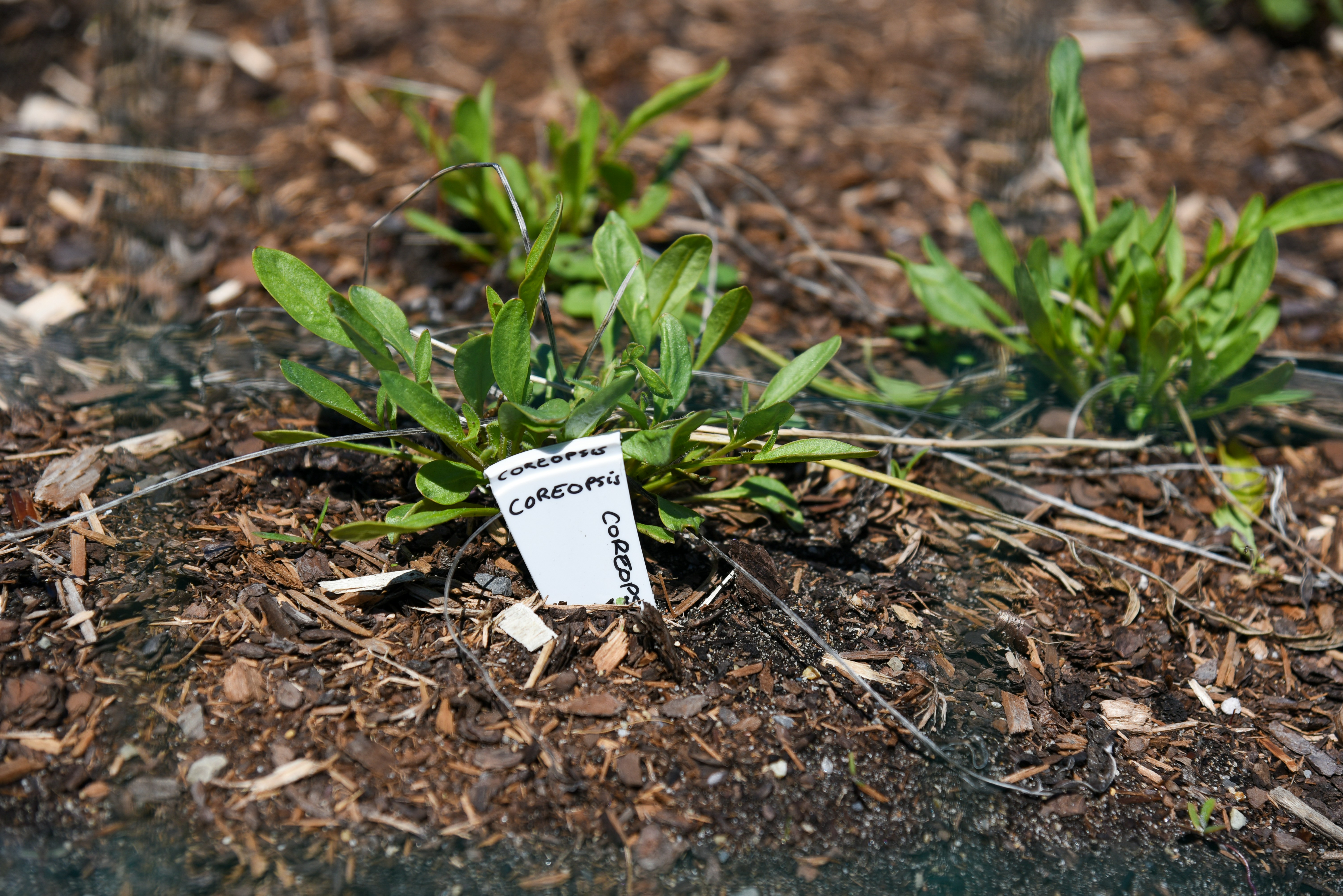a close up of a plant with a tag on it