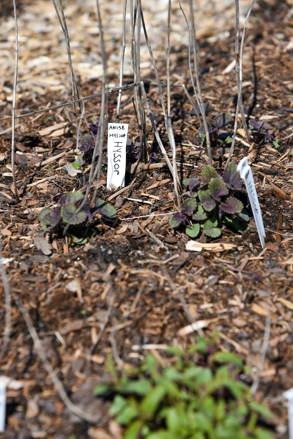 a group of plants that are in the dirt