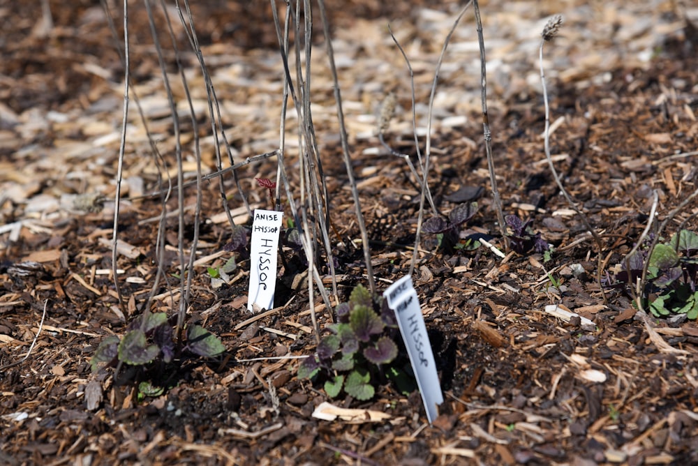 a couple of plants that are in the dirt