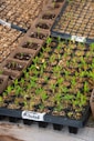 Seedlings emerging from pots and trays, ready to be planted in the garden.