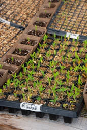 a bunch of plants that are in some pots