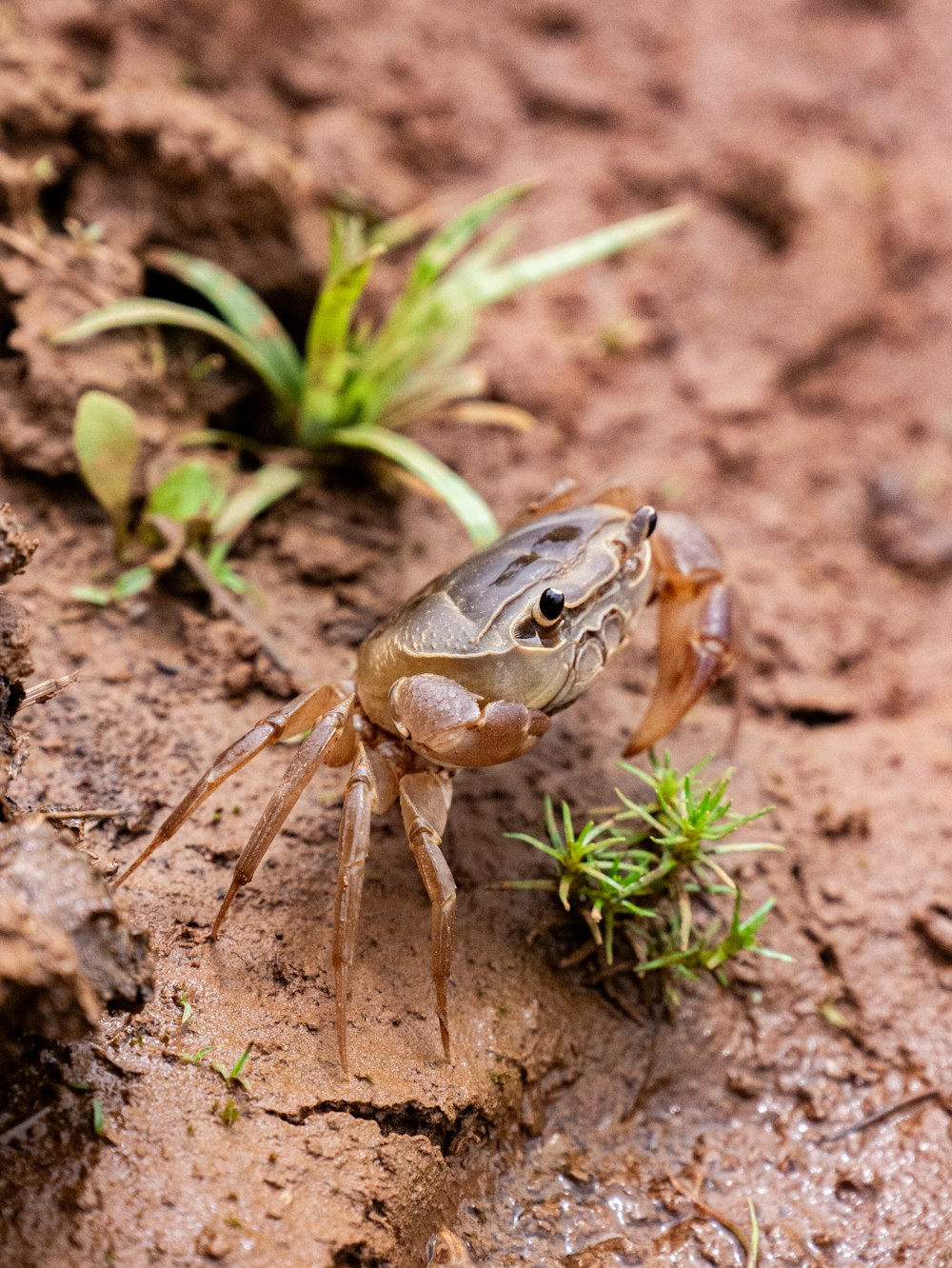 a crab crawling on the ground next to a plant