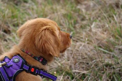 a small brown dog wearing a purple harness