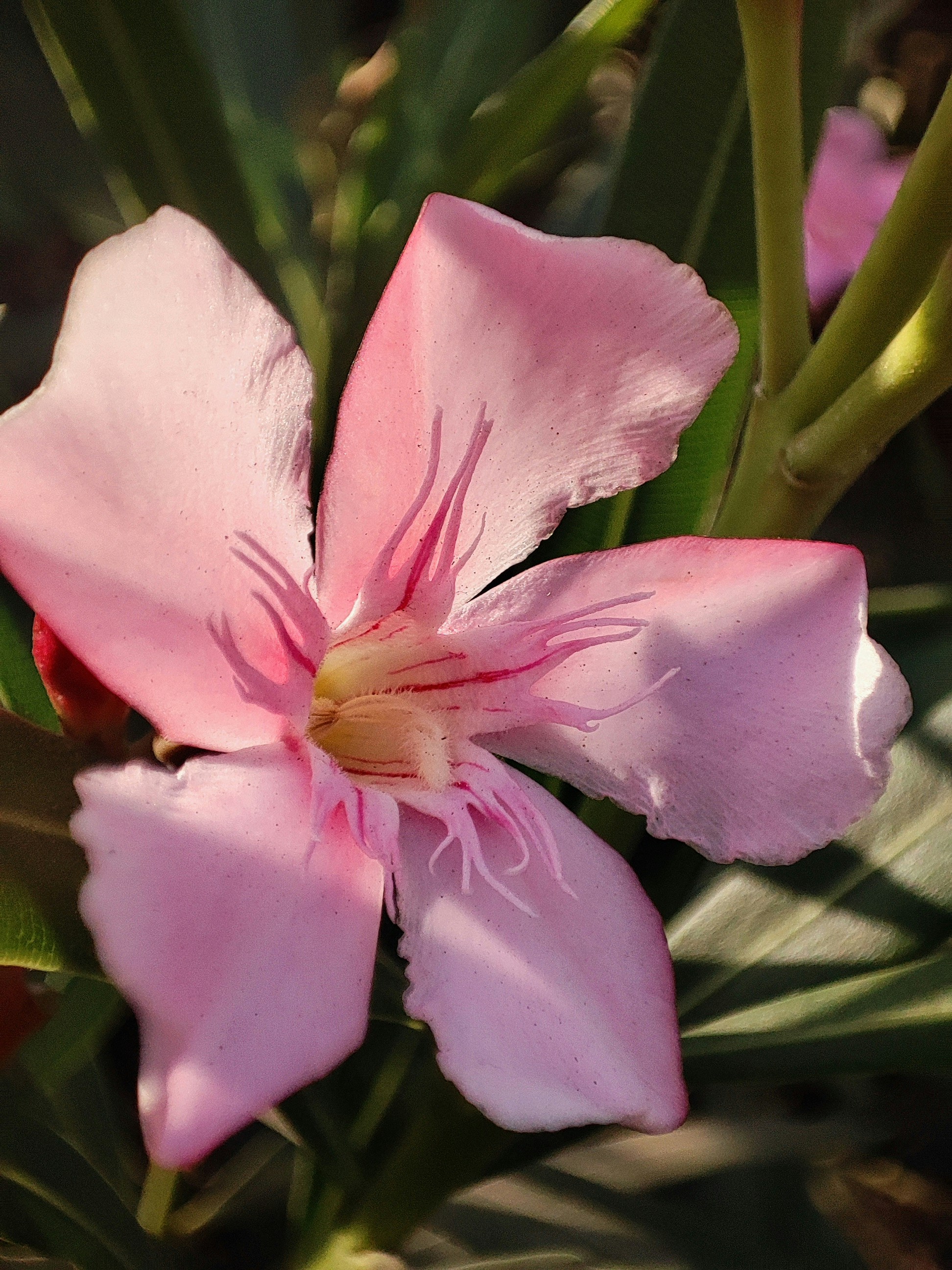 Photo by pranav_ijantkar04