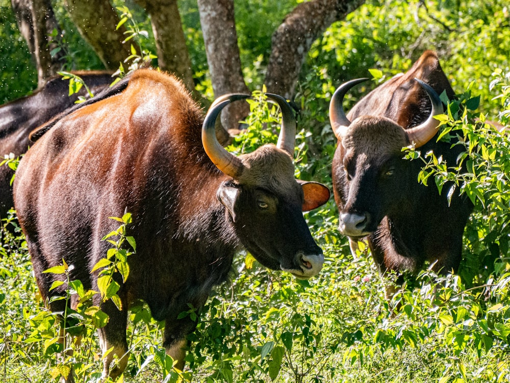 a couple of animals that are standing in the grass