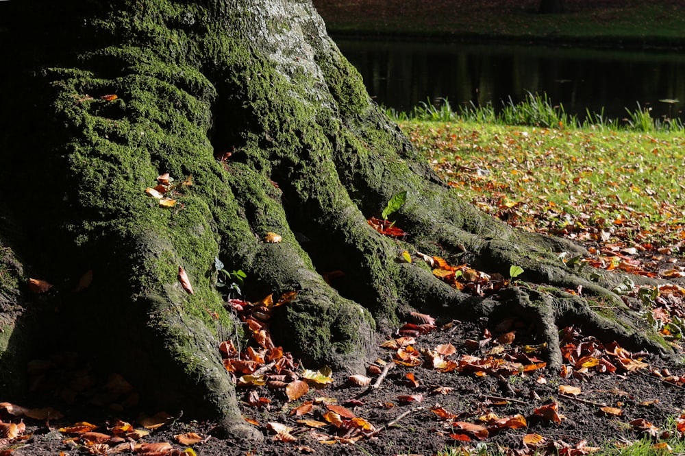 a tree trunk with green moss growing on it
