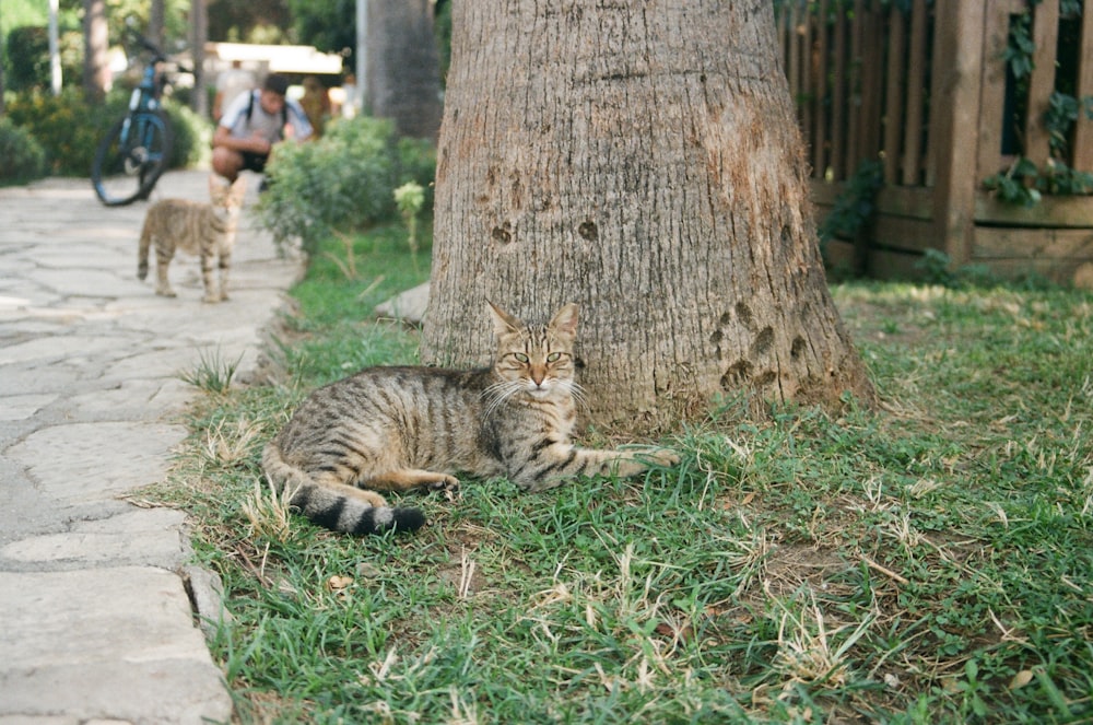 a cat laying in the grass next to a tree