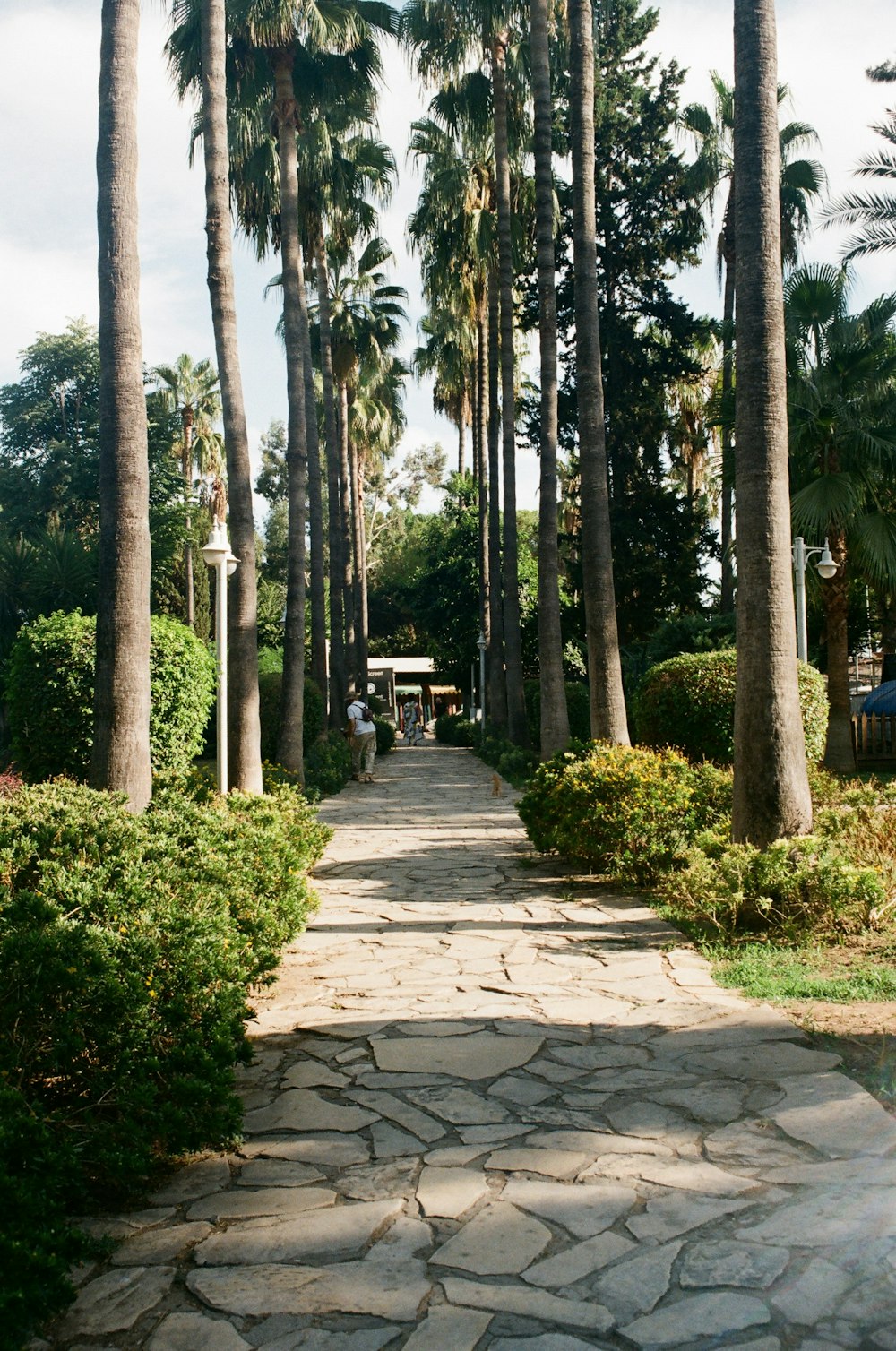 a stone path with palm trees lining the sides of it