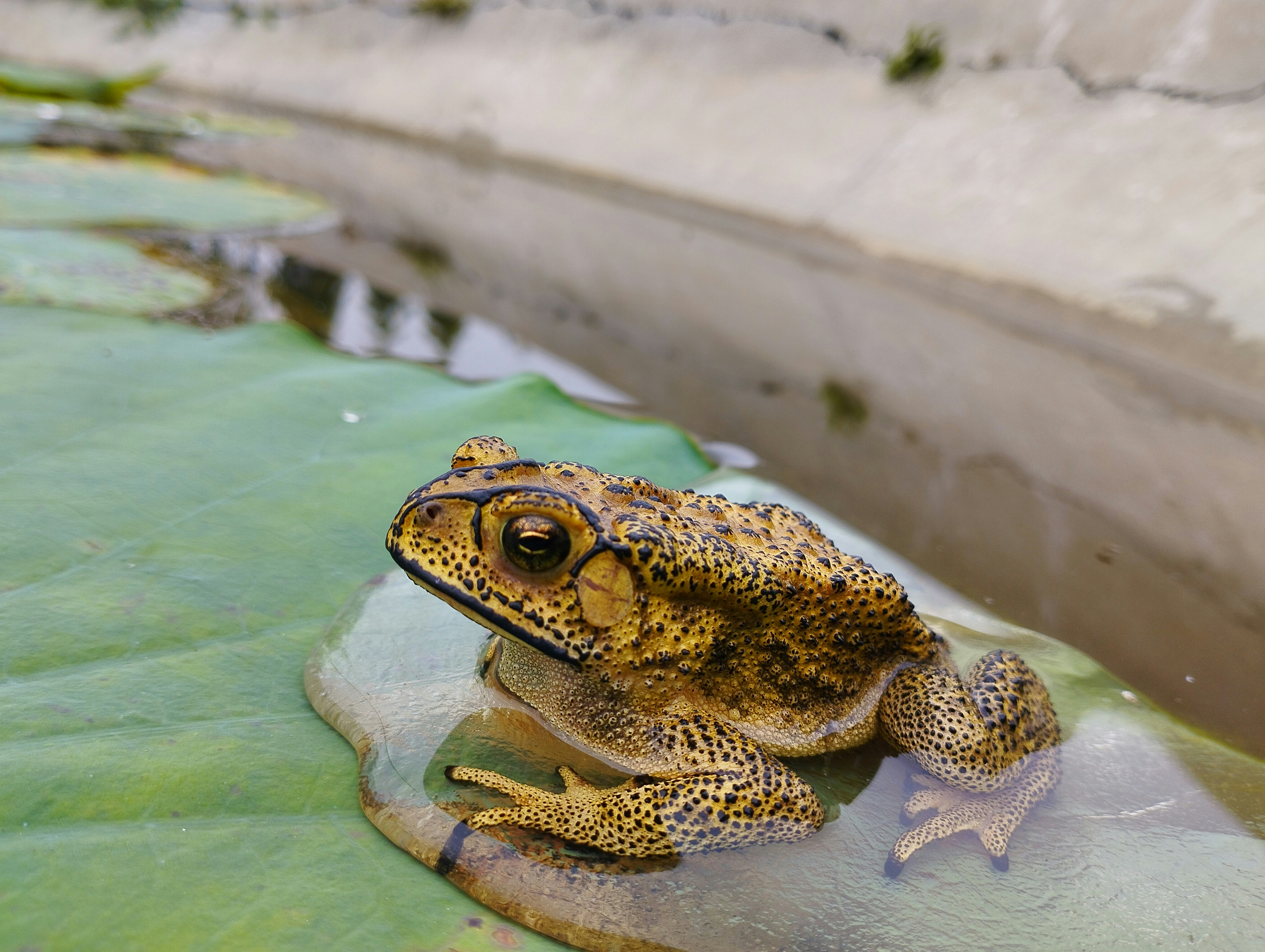 Photo by kabirul7250