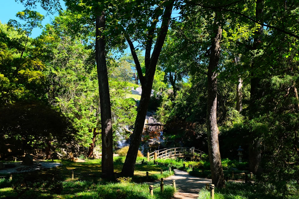 a path in a park surrounded by trees