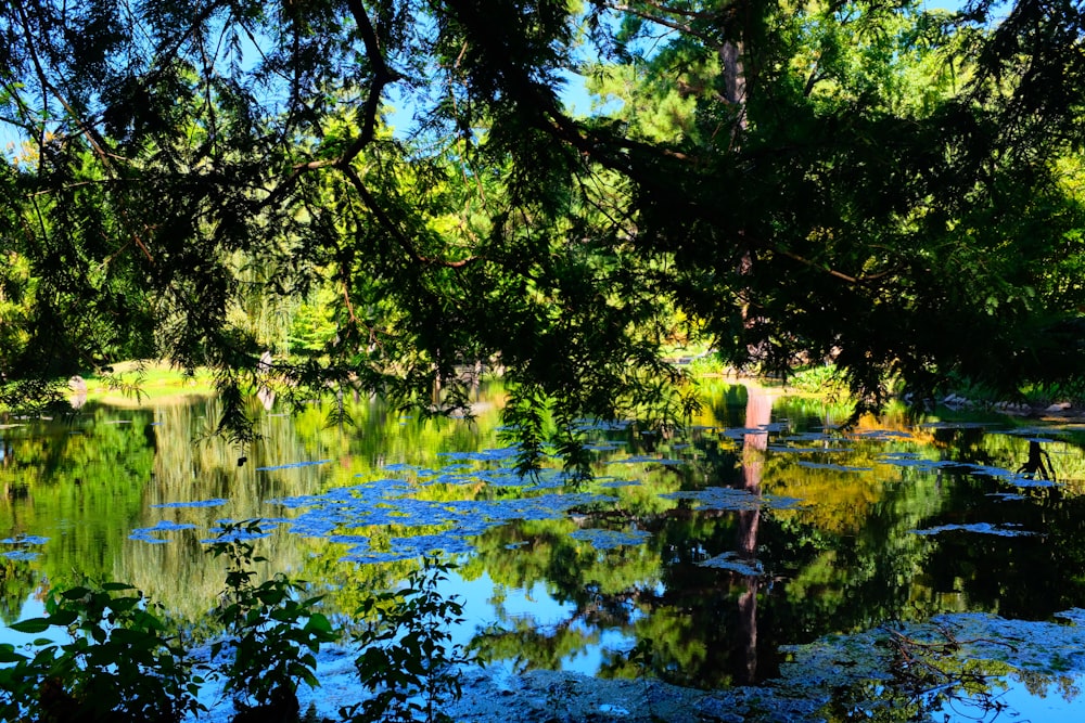 a body of water surrounded by lots of trees