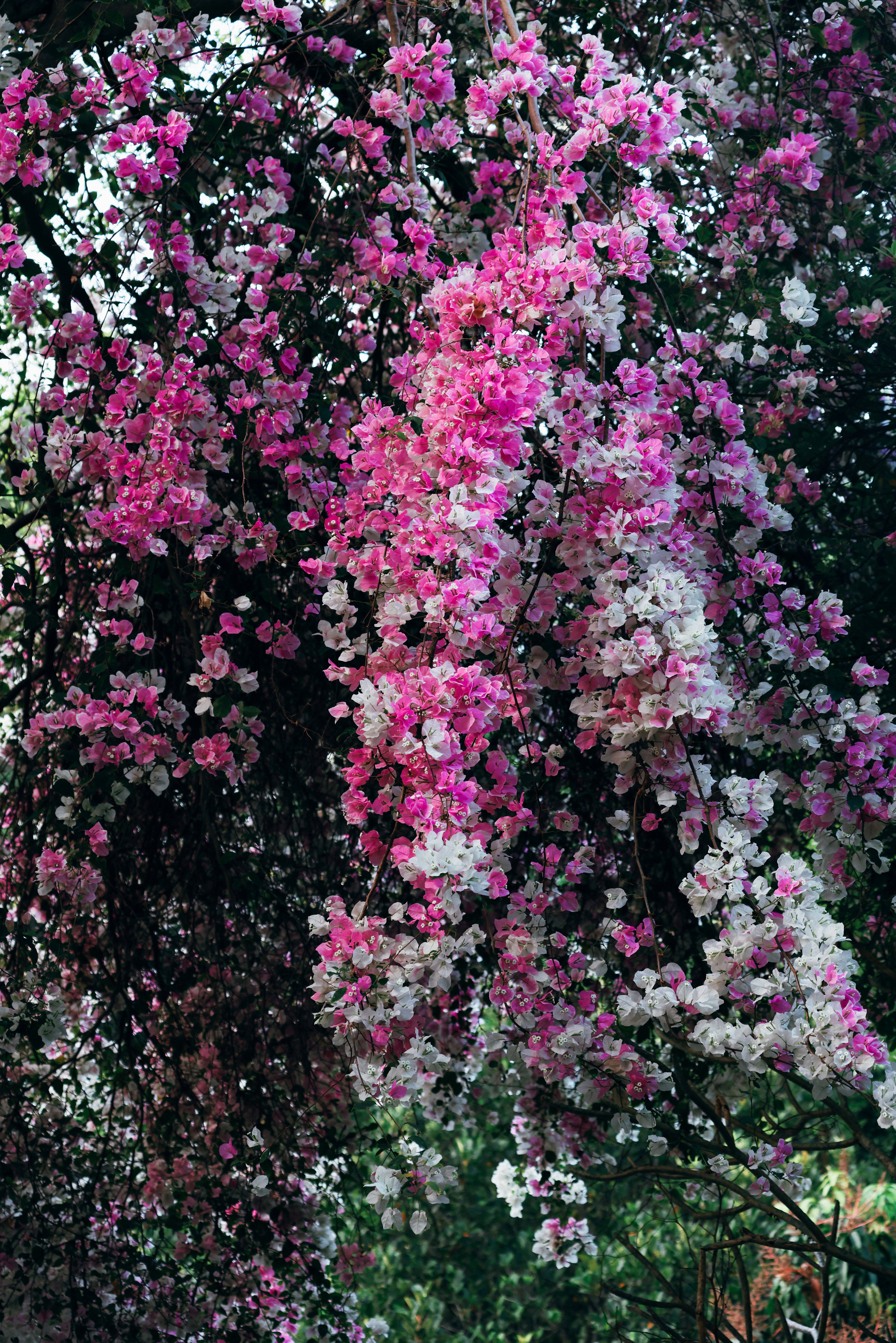 Photo by dickenslin76