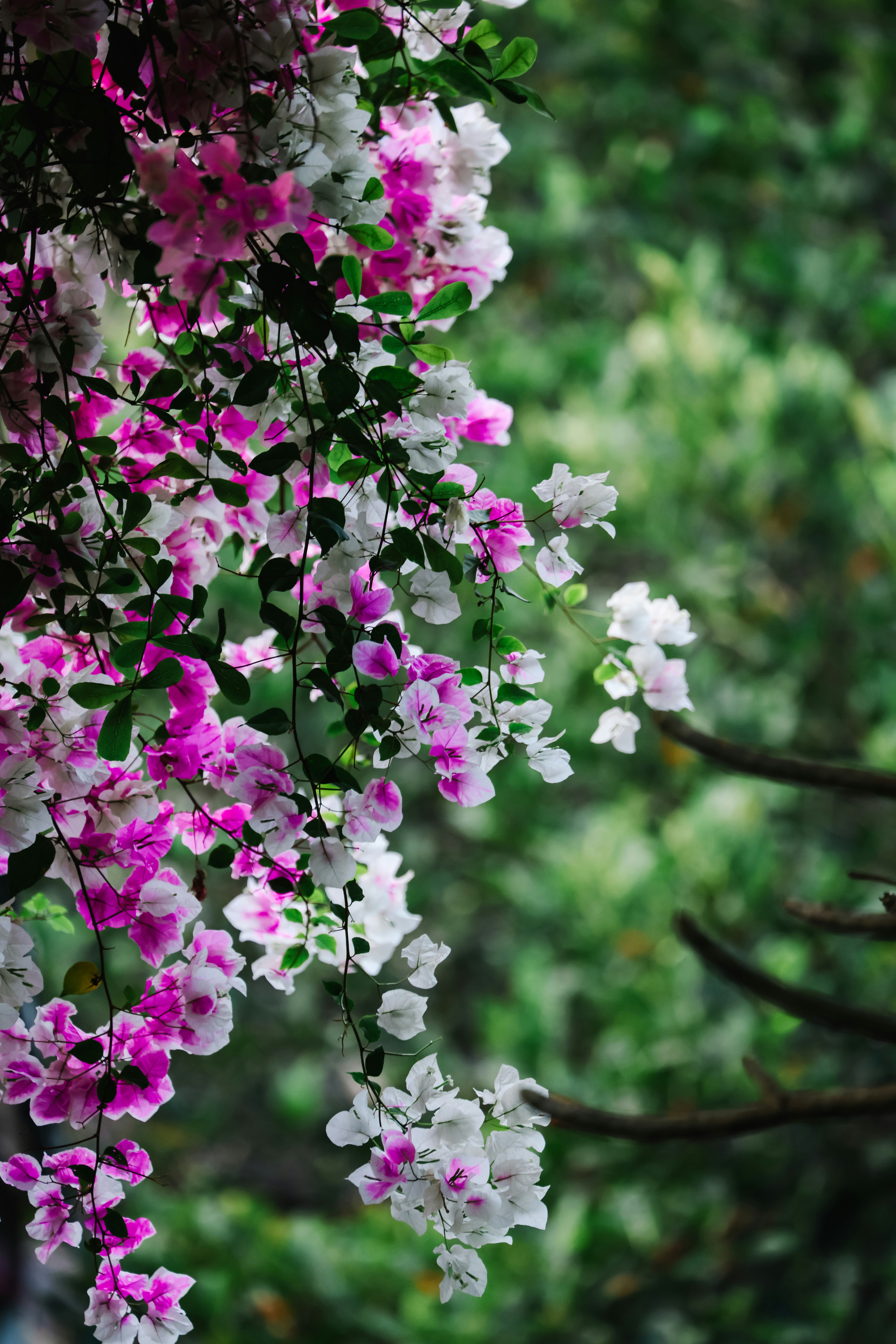 Photo by dickenslin76