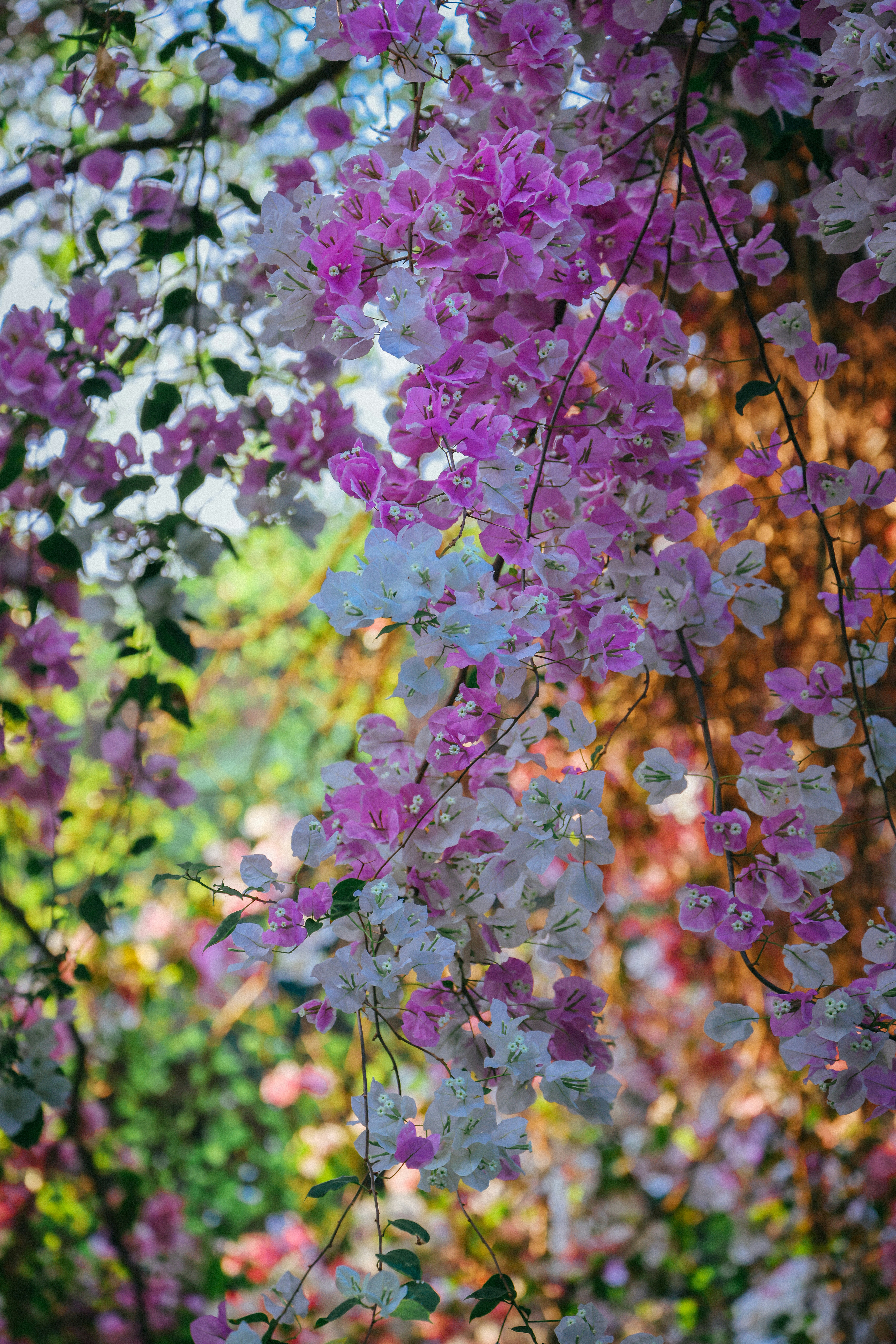 Photo by dickenslin76