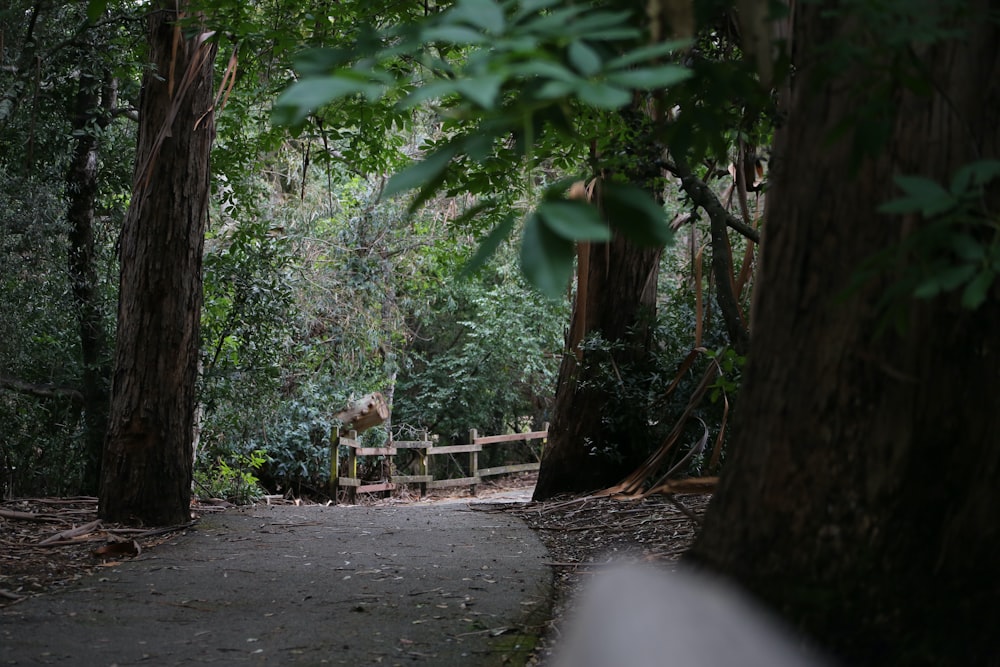 un cane seduto su una panchina in mezzo a una foresta