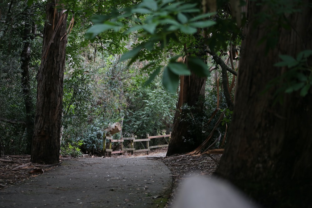 a dog sitting on a bench in the middle of a forest