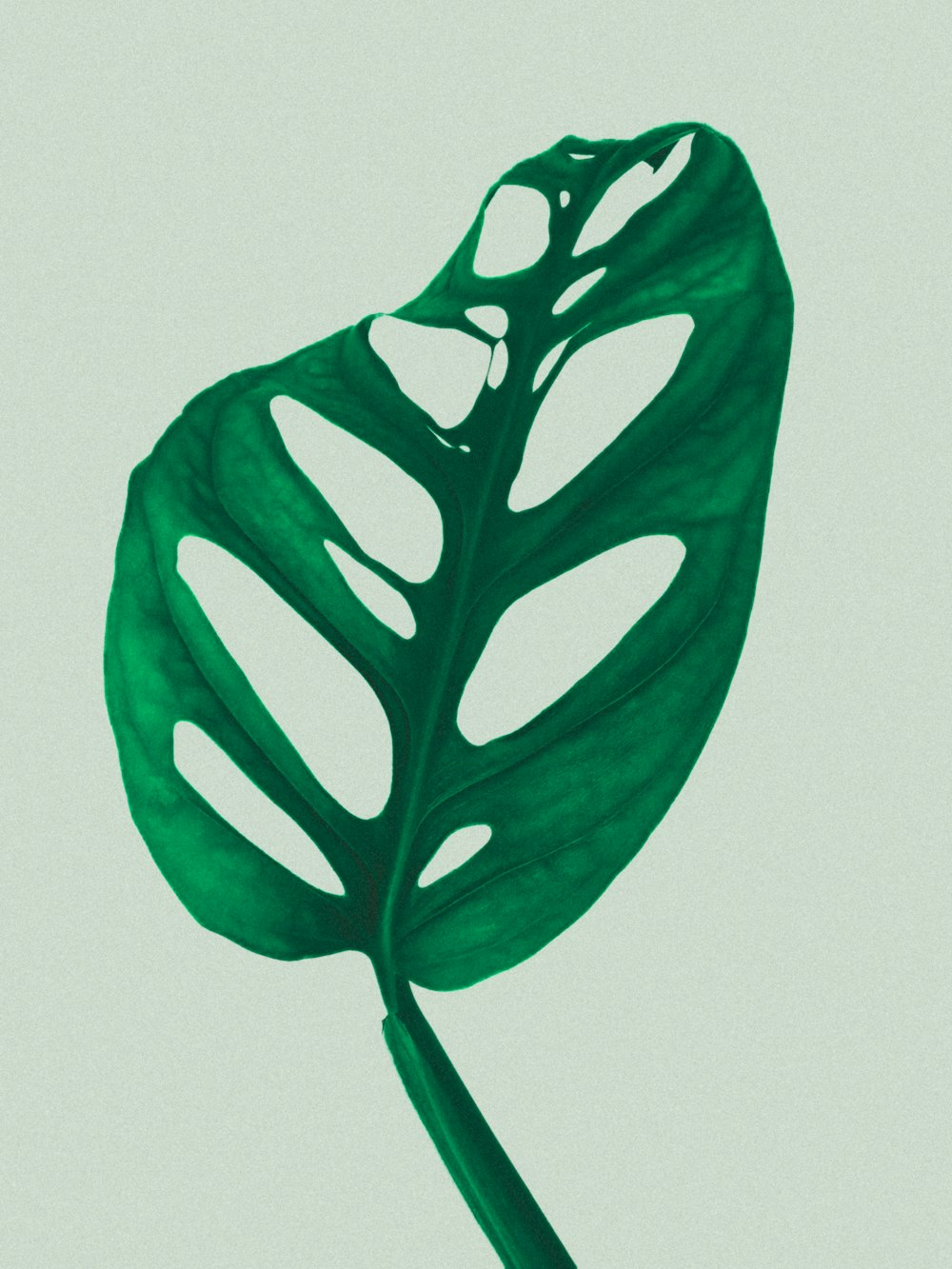 a large green leaf on a light green background