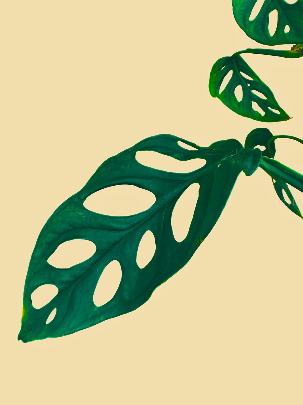 a green plant with two leaves on a yellow background