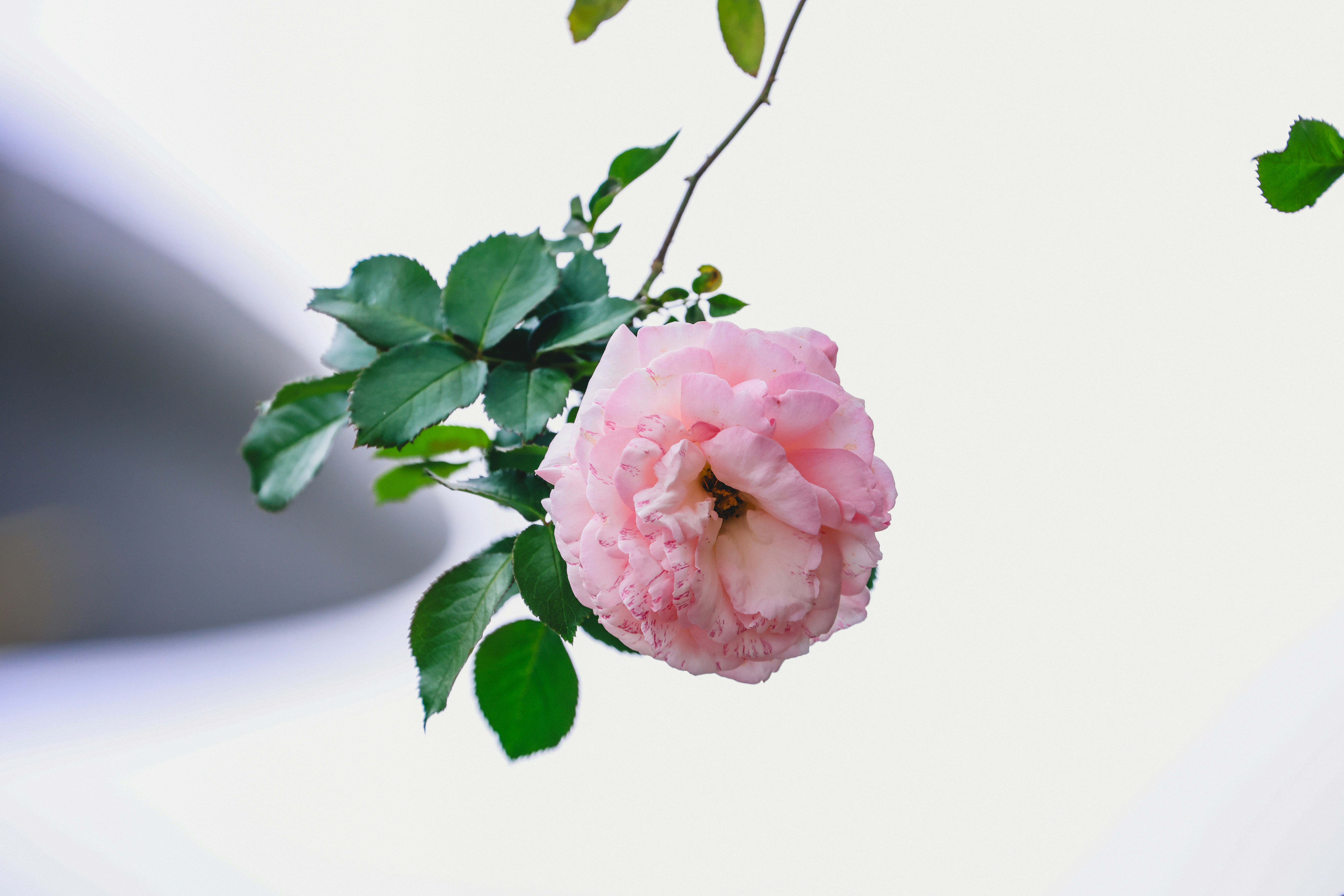 Photo by dickenslin76