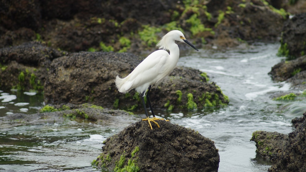 um pássaro branco em pé sobre uma rocha na água
