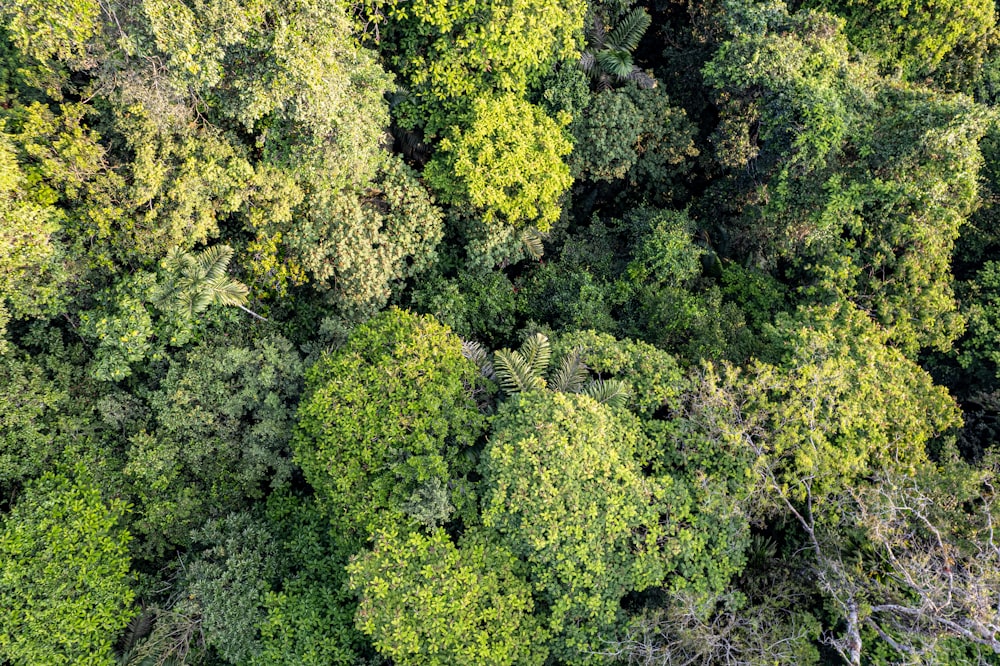 an aerial view of a forest with lots of trees