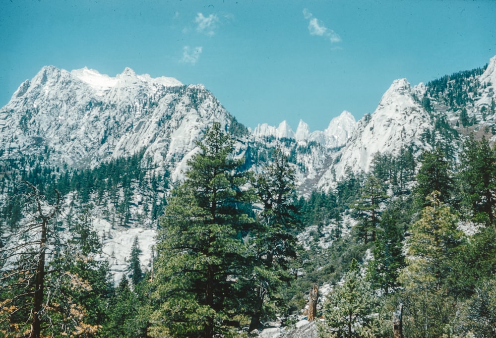 a mountain range with trees in the foreground and a blue sky in the background
