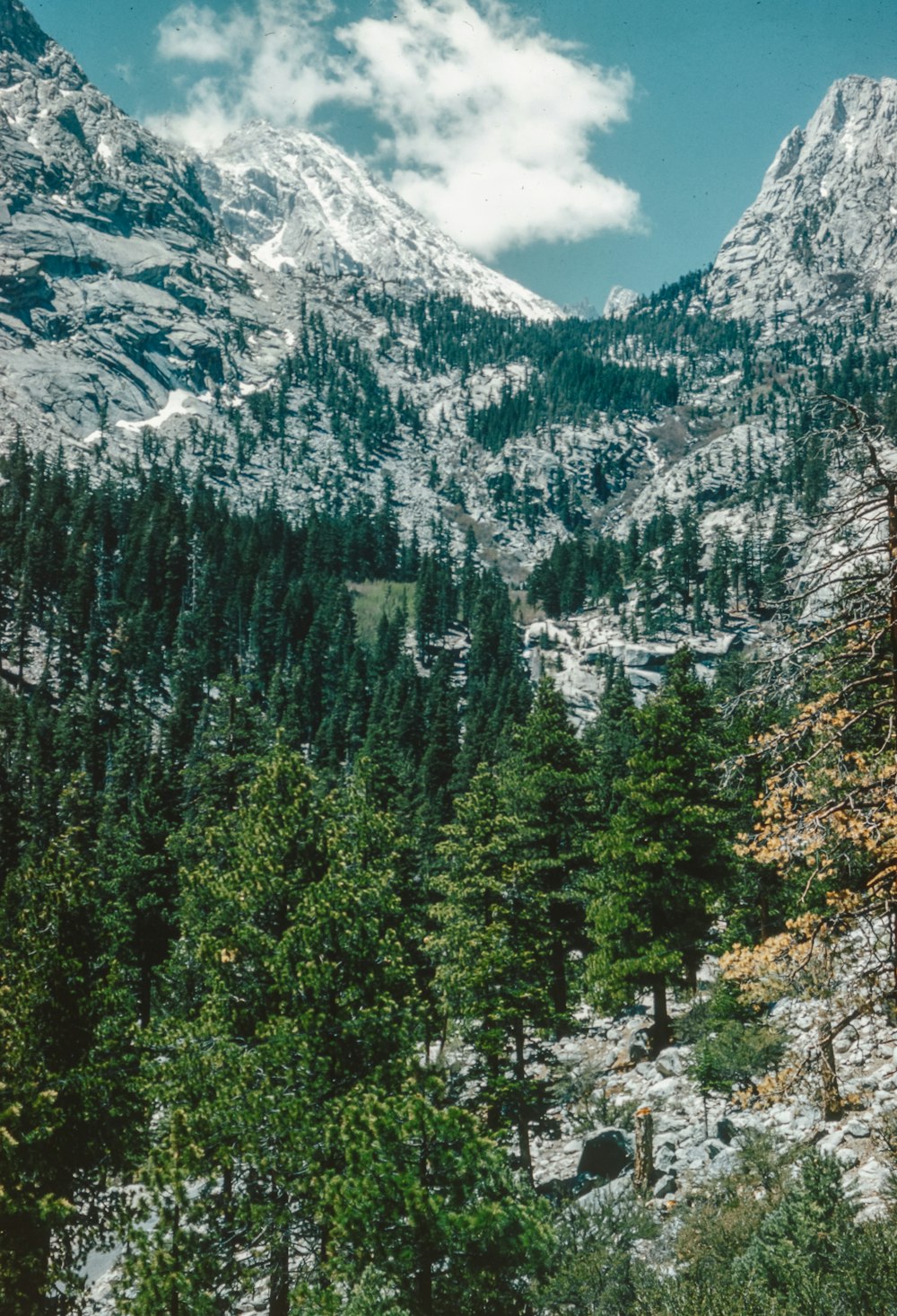 a view of a mountain range with trees in the foreground